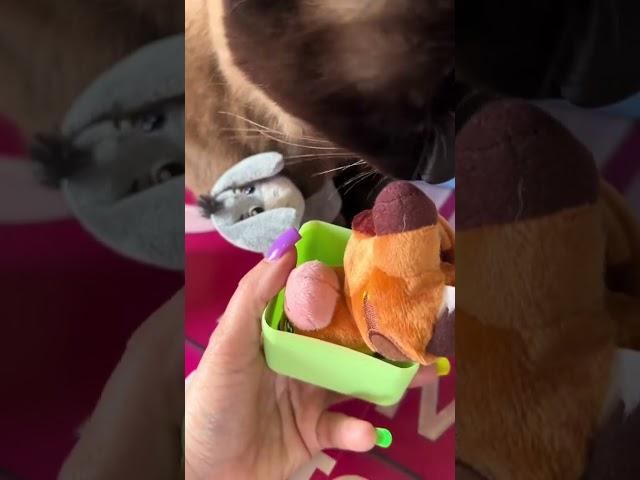 Unboxing Cutie Cuffs Series 3 with my Cat #unboxing #cat #cats #catlover #catvideos