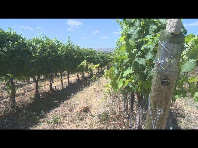 'Wine is a gateway drug to environmentalism': Local winery's sustainability efforts recognized with