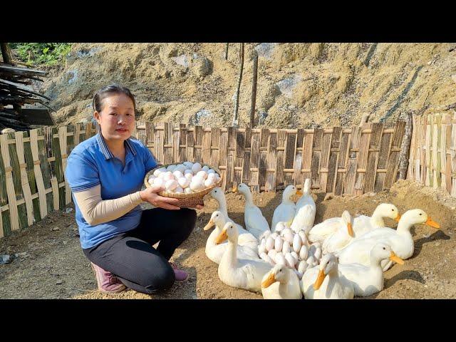 Build Nest For Ducks To Lay Eggs | Harvest Ducks Eggs Goes To Market Sell - Lý Thị Phương