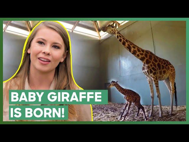 Australia Zoo Welcomes A Baby Giraffe! | Crikey! It's The Irwins