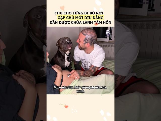 Chú chó bị chủ cũ bỏ rơi,Nhờ tình yêu chân thành, chàng trai đã giúp nó vượt qua bóng tối #cho