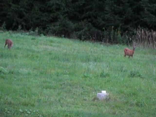 Ricke mit Bockkitz 09 2012
