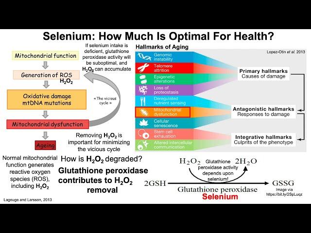 Selenium: How Much Is Optimal For Health?