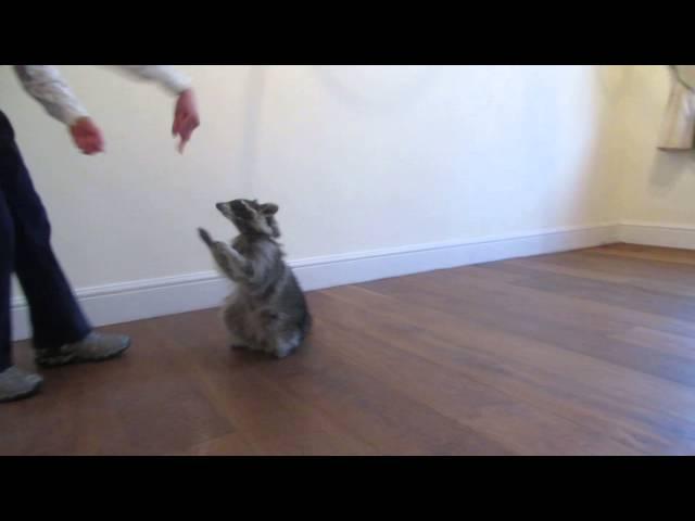 Melanie Raccoon dancing and twirling part 1