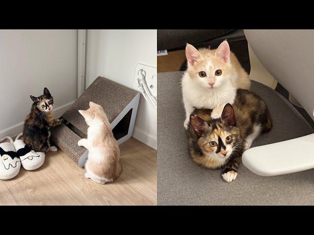 Life Diaries | Finally I adopted a cat! But two kittens!?