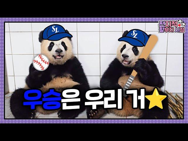 ep.209 Pandas have joined Samsung Lions news about Le Bao that everyone has been curious about 