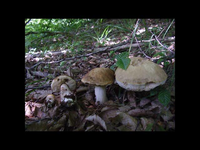 Leccinum pseudoscabrum