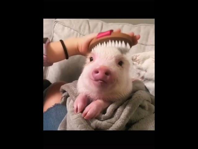 OMG this pig is so cute#pig #pet #cutepets