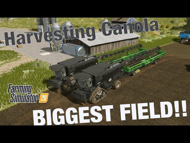 HARVEST CANOLA ON THE BIGGEST FIELD - FARMING SIMULATOR 20