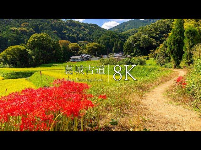 [Home of the Gods] Nostalgic original scenery encountered on the Katsuragi Kodo - Nara, JAPAN in 8K