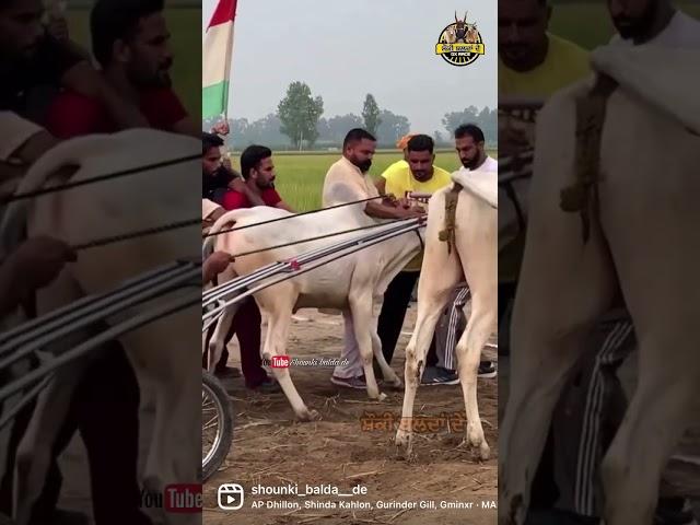 Ox Race • Punjab • 2022