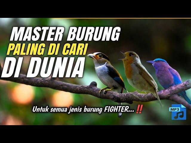 MASTER BURUNG PALING EDAN‼️‼️‼️