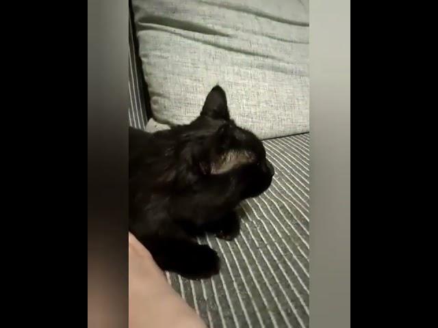 Мультяшный котёнок Чеширчик в добрые руки