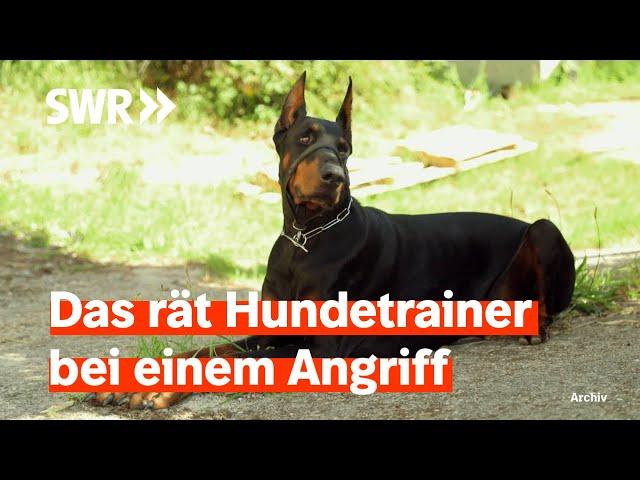 Touristen in der Südpfalz von Dobermann angegriffen | Zur Sache! Rheinland-Pfalz