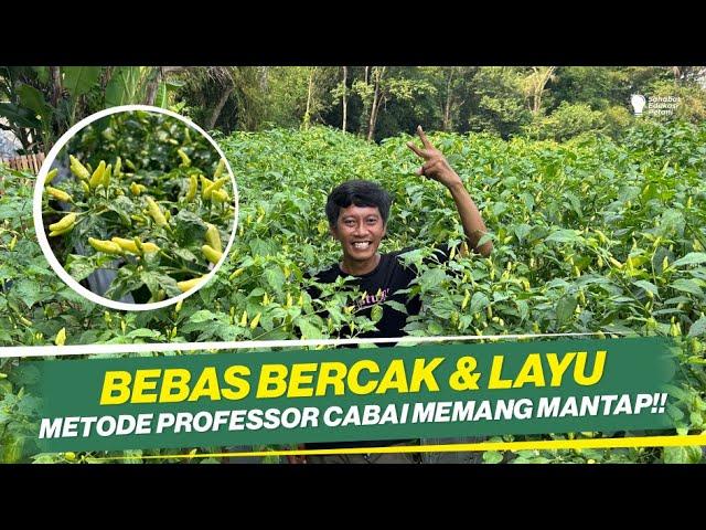 CARA TANAM CABAI METODE PROFESOR CABAI ‼ BEBAS BERCAK DAUN & LAYU ‼