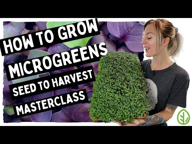 Microgreens Guide for Beginners ( FULL WALK-THROUGH WITH TIPS & TRICKS)