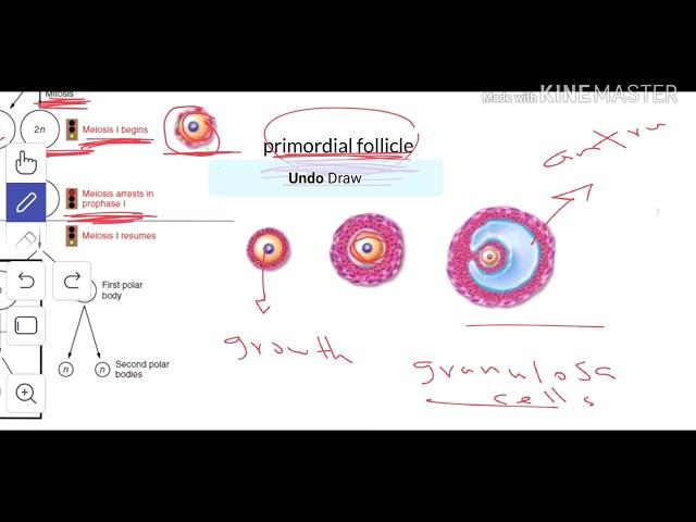 Embryology 3: Oogenesis