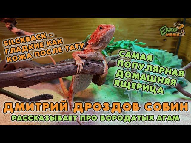 БОРОДАТАЯ АГАМА - САМАЯ ПОПУЛЯРНАЯ ДОМАШНЯЯ ЯЩЕРИЦА
