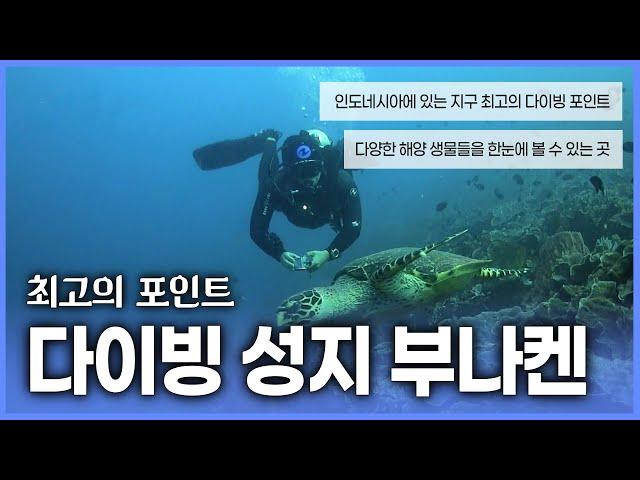 지구 최고의 다이빙 포인트 부나켄, 인도네시아 여행 필수 코스! 아름다운 광경과 화려한 해양생물들을 보러 떠나요!