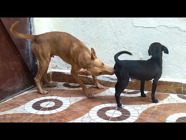 Golden Retriever pappys at my home l Mr John