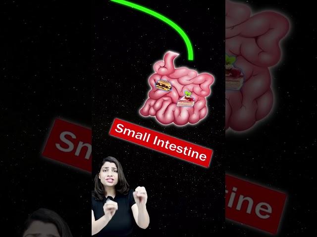 Calcium Level in Blood Explained by Ritu Rattewal #neetbiology #neet2024 #neet #neetbiologytricks
