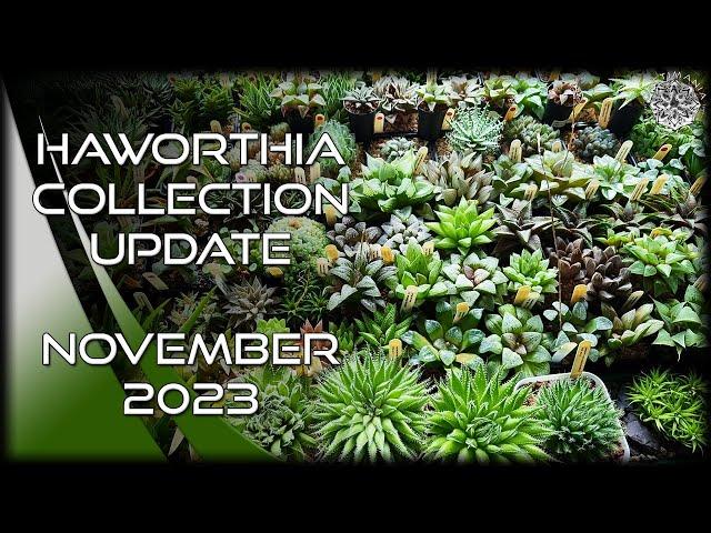 Haworthia Collection Update Tour | November 2023 | #Cactus & #Succulent Collection