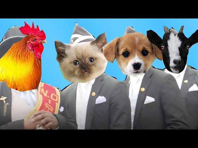 Funny Cat & Dog & Rooster & Goat - Coffin Dance Song Astronomia (Animals Cover)