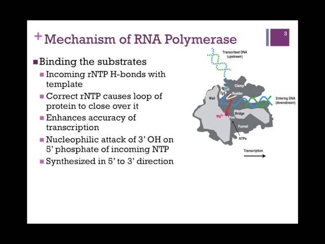 179-RNA Polymerase Mechanism