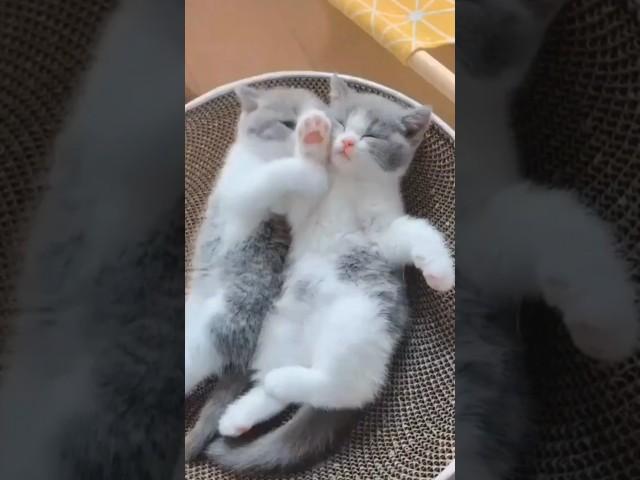 귀여운 고양이를 보면 행복해지세요.Be happy by looking at cute cats