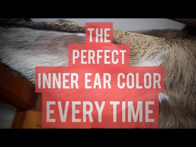 The Perfect Inner Ear Color Every Time! - Taxidermy Deer Ears