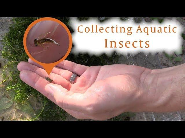 How to Collect Pond Insects