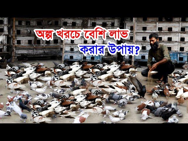 কবুতর খামার | কবুতর পালনে অল্প খরচে বেশি লাভ করার উপায়? | কবুতরের খামার সফল উদ্যোক্তা ইমরানের গল্প