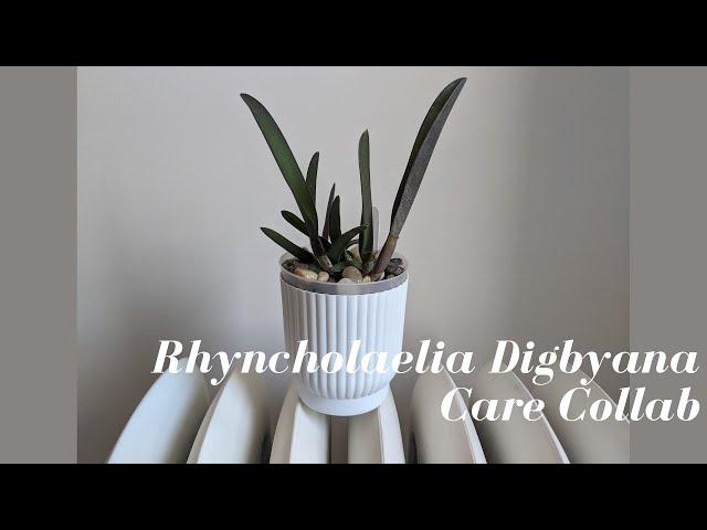 Rhyncholaelia (Brassavola) Digbyana Semi Hydroponic Care & Culture #Carecollab