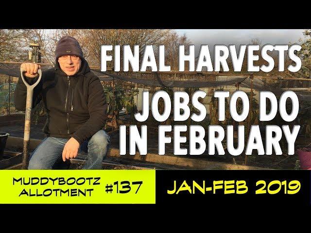 MuddyBootz Allotment #137 - Final Harvests - Jobs for February - Seed Sowings