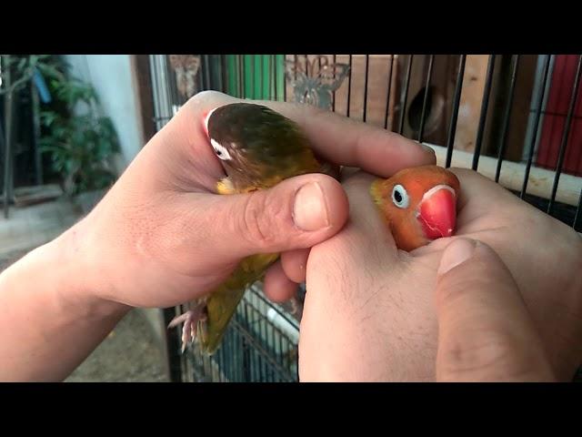 Membedakan jenis kelamin Lovebird secara manual bosQ