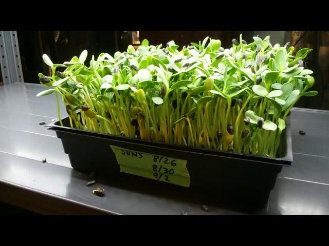 Birdseed Black Oil Sunflower Microgreens