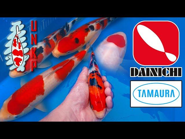 From Auction to Pond: New Dainichi Koi & A Tamaura Shopping Adventure!