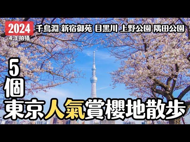 東京櫻花2024 雨中的5個人氣賞櫻地櫻花散步 千鳥淵 目黑川 新宿御苑 上野公園 淺草隅田公園｜賞櫻重點整理｜日本東京賞櫻攻略 4K VLOG