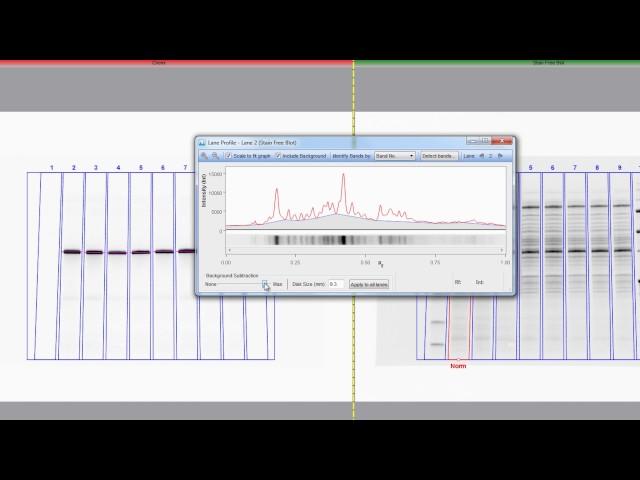 Total Protein Normalization - Basic Tutorial