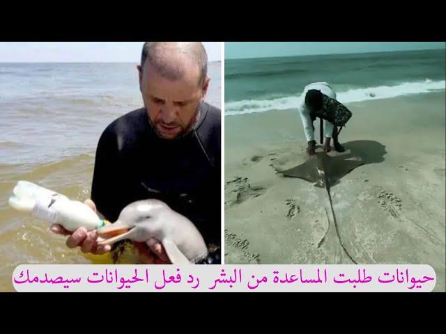 حيوانات طلبت المساعدة من البشر | رد فعل الحيوانات سيصدمك 