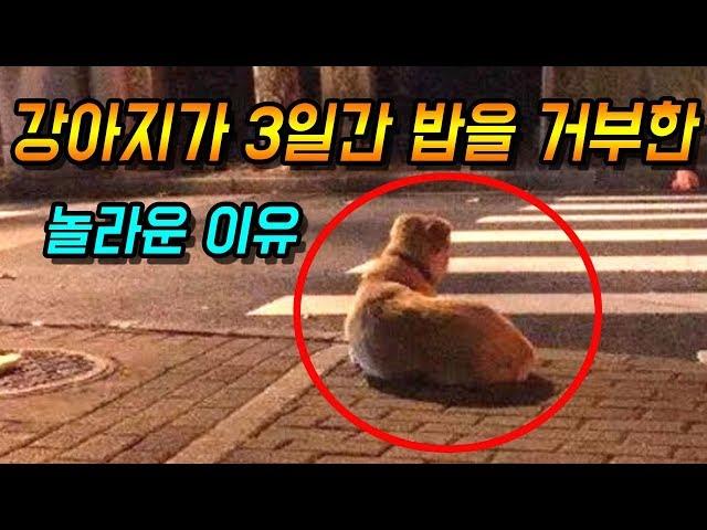 [감동]집을 나간 강아지의 눈물나는 사연 - 감동바다