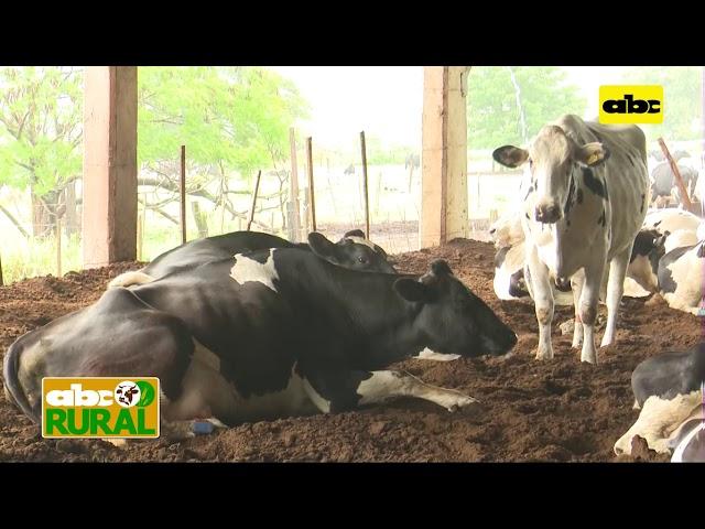 ABC Rural: Nutrición estratégica en vacas de alta producción de leche