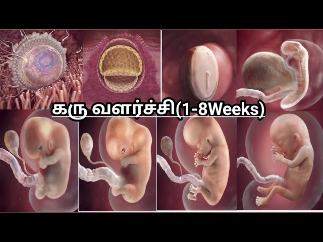 கருவின் வளர்ச்சி( 1 முதல் 8 வாரங்கள்) ||Fetal Development week by week || Karuvil kulanthai valarchi