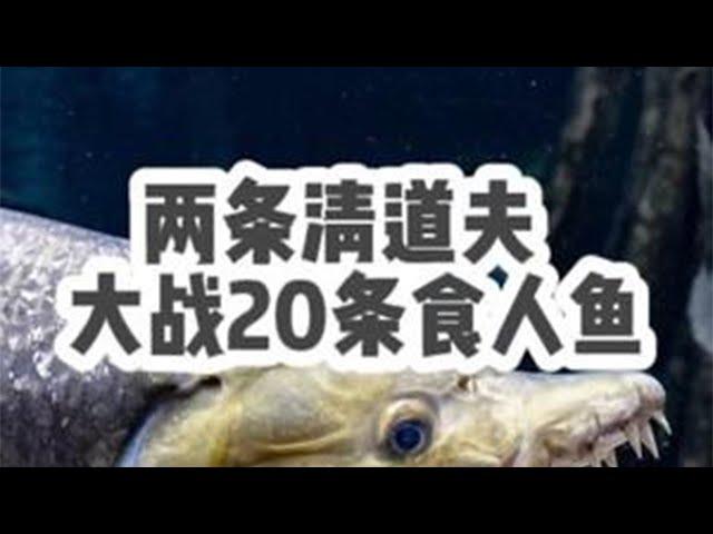 两条清道夫挑战20条食人鱼，以为可以混养成功，结果第二天…… @大咖的鱼房 #养鱼日记 #食人鱼 #清道夫 #水虎鱼 #入侵物种