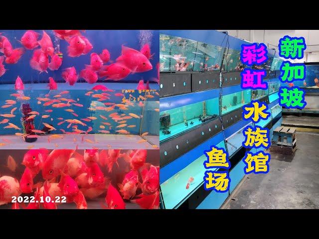 Rainbow Aquarium - One of Singapore's Largest Ornamental Fish Farms 彩虹水族馆 -  新加坡最大的观赏鱼场之一