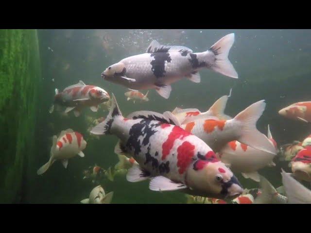 Best Farm With Koi Fish Import Quality Champion Worth 1 Billion At Samurai Koi Center