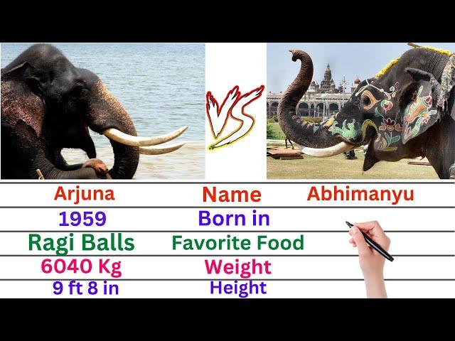 Comparison: Arjuna Elephant versus Abhimanyu Elephant | Dasara Elephants Arjuna & Abhimanyu