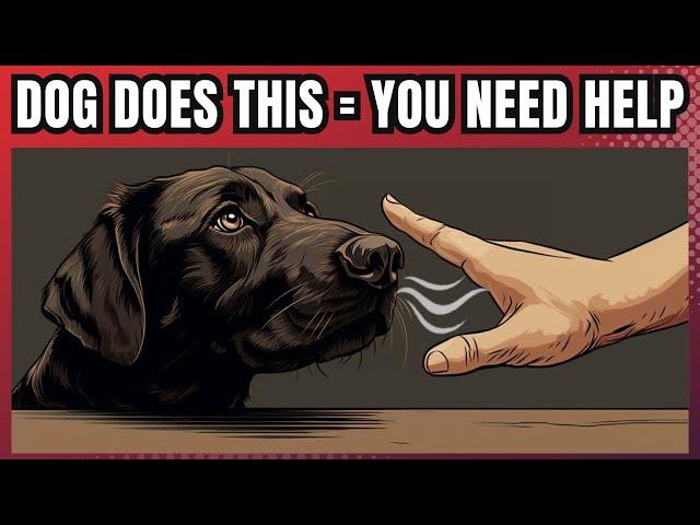 25 Surprising Dog Facts That You Probably Didn't Know