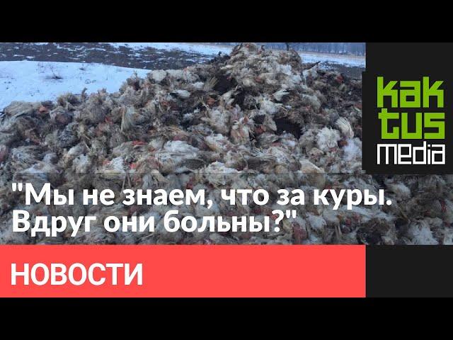 Возле Кара-Жыгача выгрузили тысячи тушек мертвых кур. Их привезли на машине Минтранса