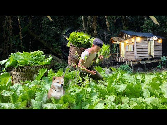 120 Day: Harvest vegetables,Big bananas,Papayas,Tomatoes go to Market Sell- Buy Ducklings To Raise